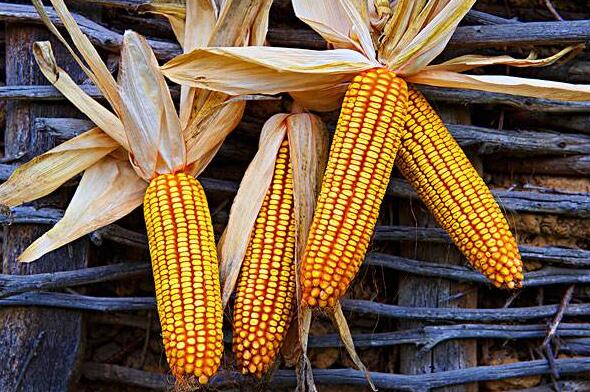 老域名最好做優(yōu)化,選用老域名做網(wǎng)站優(yōu)化的方法